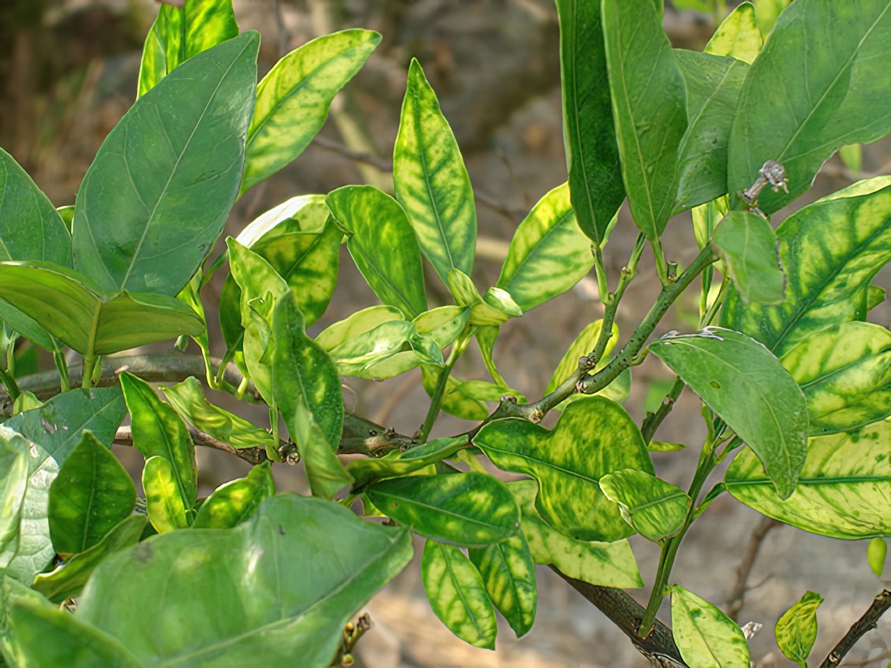 Colombia: Huila lanza plan para proteger cítricos con control biológico