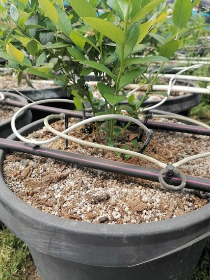 Industria de berries en México da pasos firmes hacia una gestión hídrica más eficiente