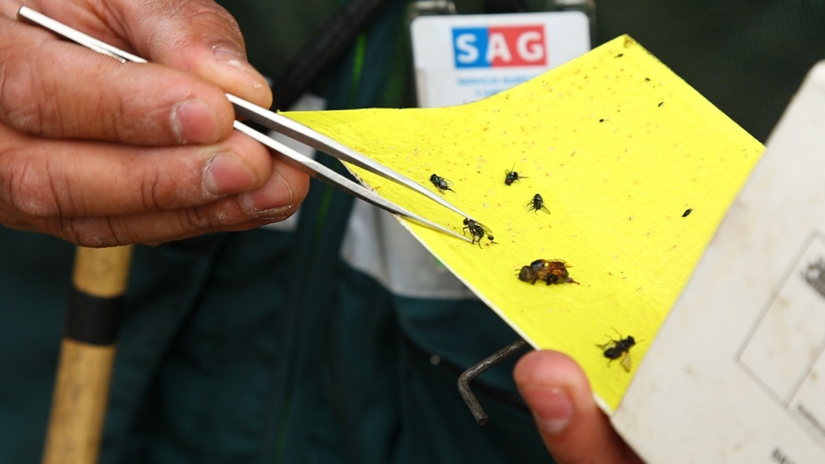 Chile: Sociedad Agrícola del Norte manifestó profunda preocupación por crisis provocada por la mosca de la fruta 3 Chile: Sociedad Agrícola del Norte manifestó profunda preocupación por crisis provocada por la mosca de la fruta