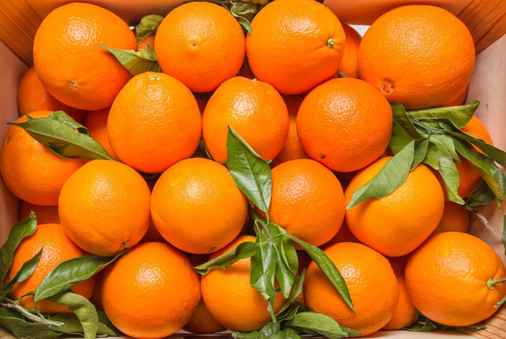 Producción de naranjas en Florida suma cinco meses consecutivos sin caídas Producción de naranjas en Florida suma cinco meses consecutivos sin caídas
