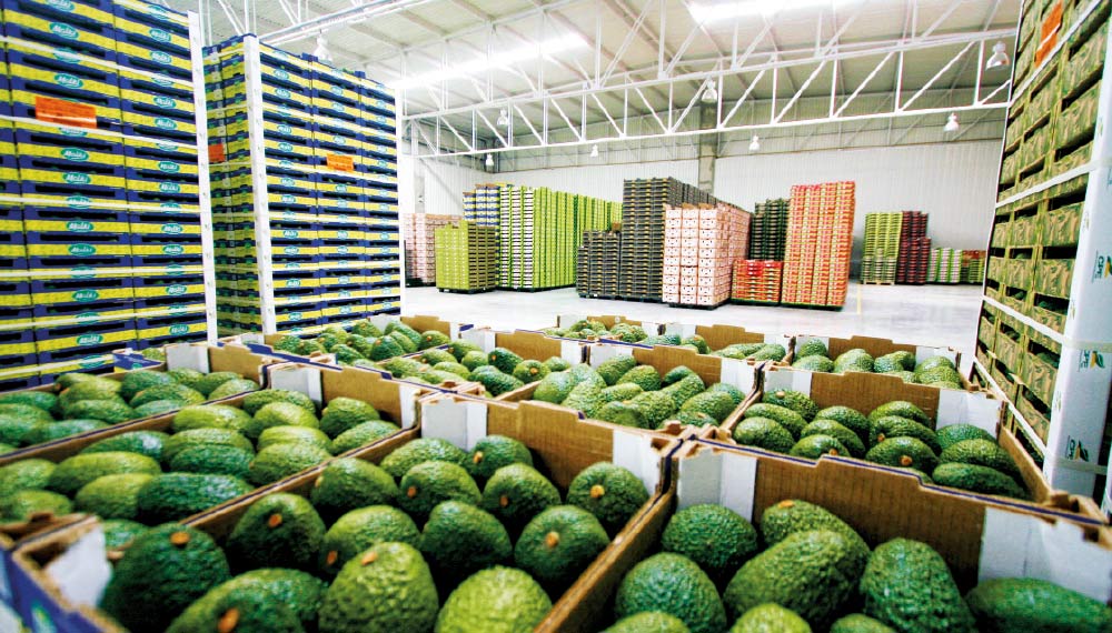 Perú eleva estándar de calidad de la palta Hass con un nuevo mínimo de materia seca
