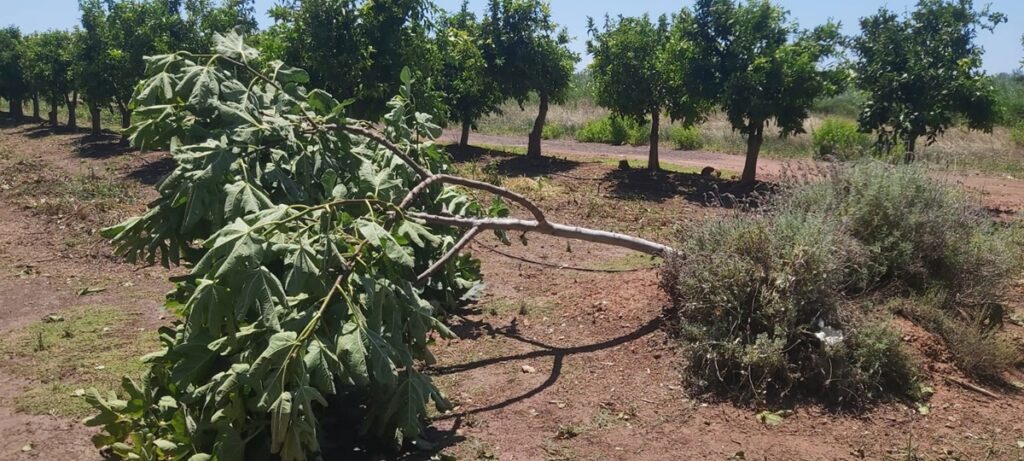 El pedrisco golpea al campo valenciano, AVA-ASAJA estima pérdidas de €25 millones El pedrisco golpea al campo valenciano, AVA-ASAJA estima pérdidas de €25 millones