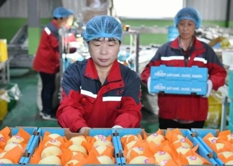 Llegan a Argentina las primeras peras chinas