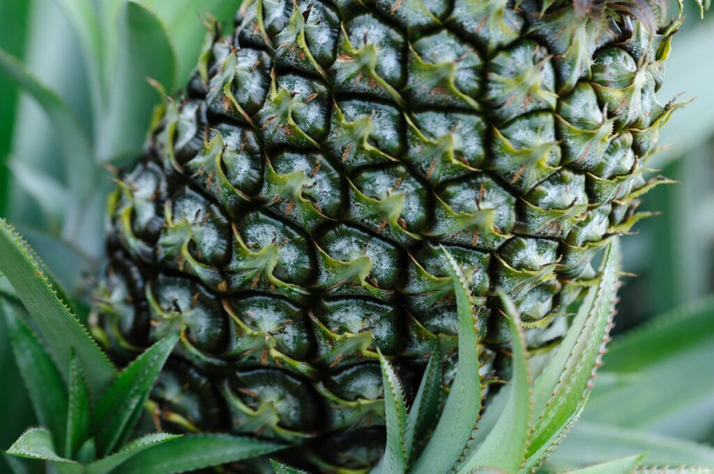 Producción de piña en Nicaragua crece con miras al mercado chino Producción de piña en Nicaragua crece con miras al mercado chino
