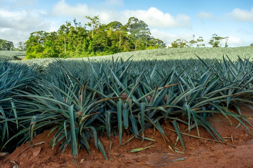 Nicaragua impulsa la producción de piña y pone sus ojos en China