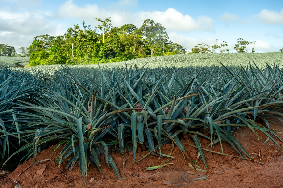 Producción de piña en Nicaragua crece con miras al mercado chino 3 Producción de piña en Nicaragua crece con miras al mercado chino