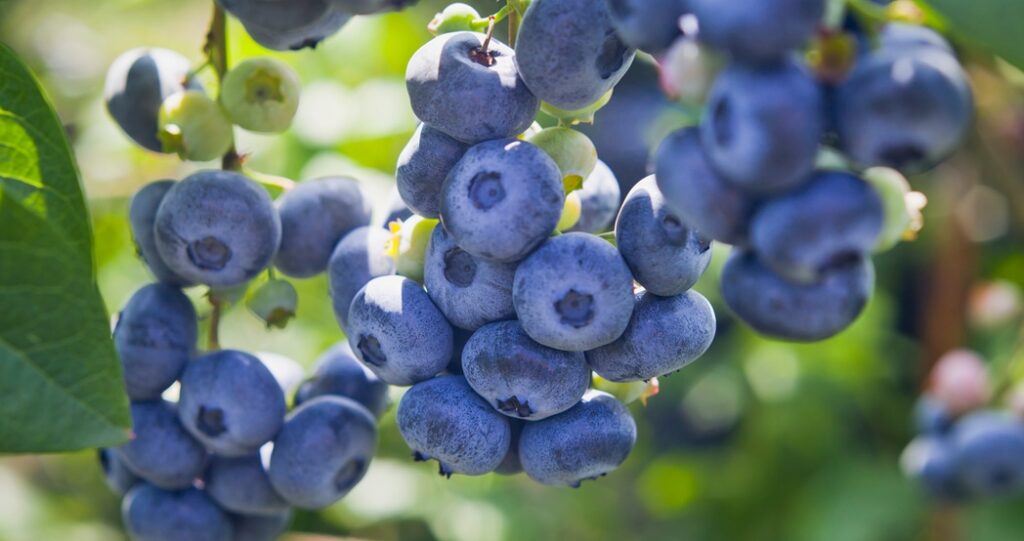 Marruecos multiplica por 12 la exportación de arándanos en una década