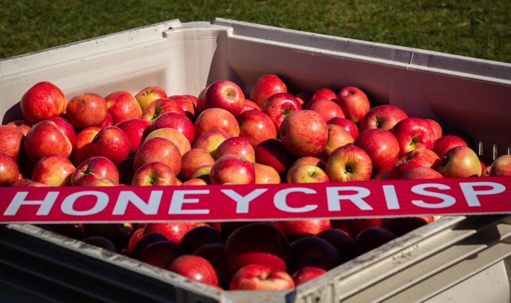 Manzana Honeycrisp en Estados Unidos: precios altos y poca oferta, pero el alivio llega en agosto Manzana Honeycrisp en Estados Unidos: precios altos y poca oferta, pero el alivio llega en agosto