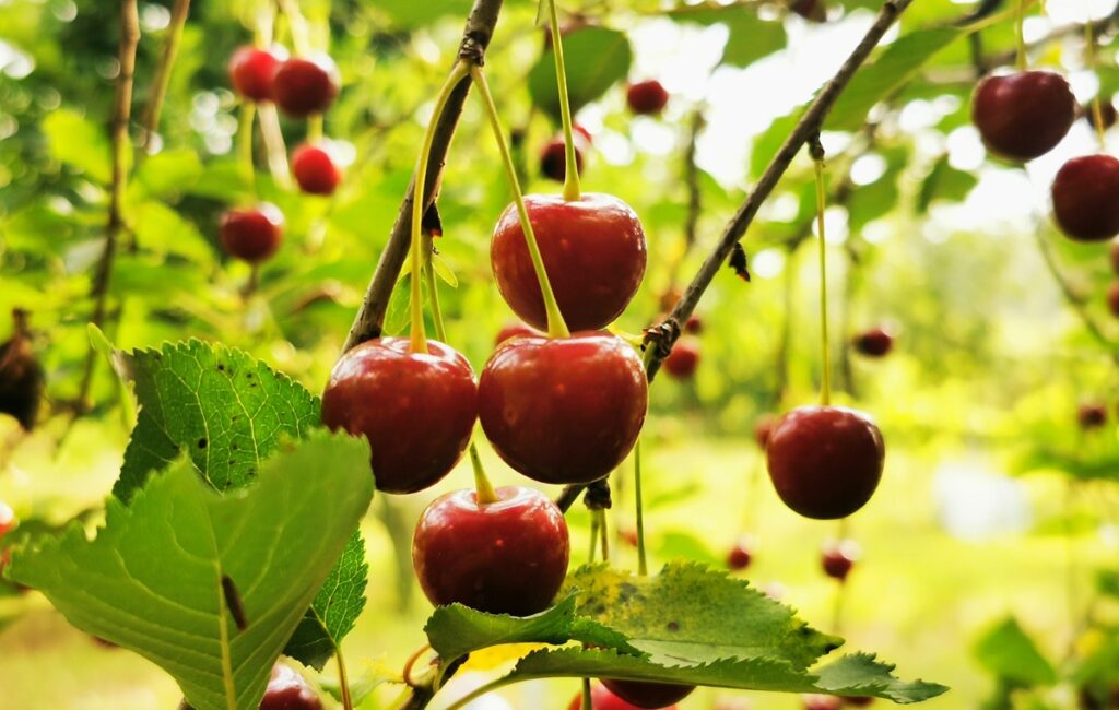 Desde el huerto al mercado: Chile afina la ciencia detrás de la cereza de exportación Desde el huerto al mercado: Chile afina la ciencia detrás de la cereza de exportación