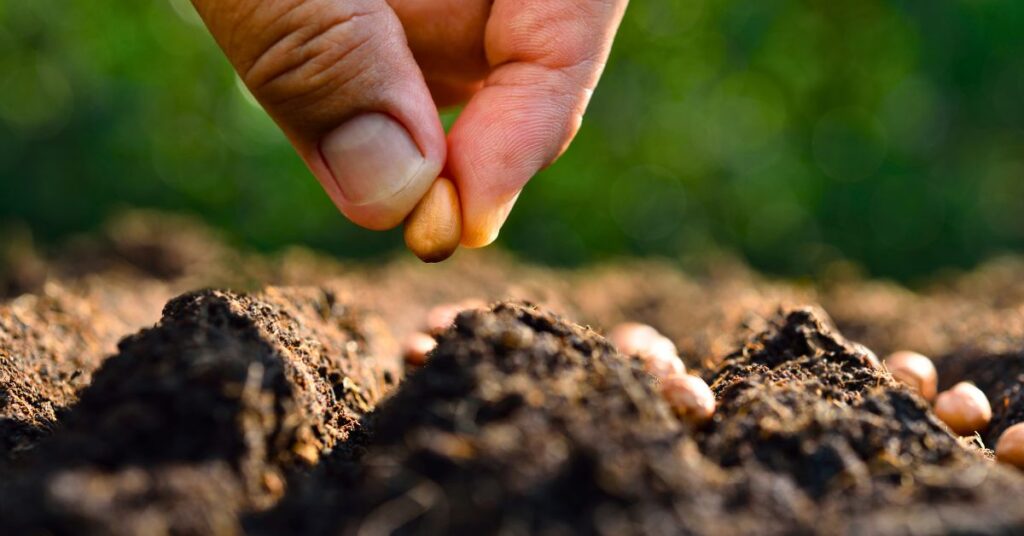 Siembras en agosto: guía completa para ambos hemisferios
