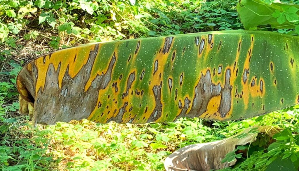 México patenta bioinsumo natural que combate la Sigatoka negra