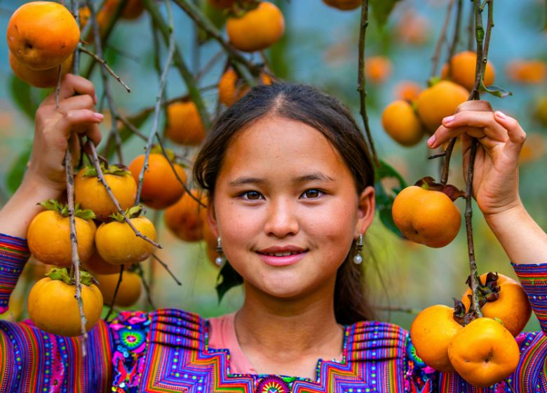 Cómo cultivar caqui en casa: guía completa para principiantes
