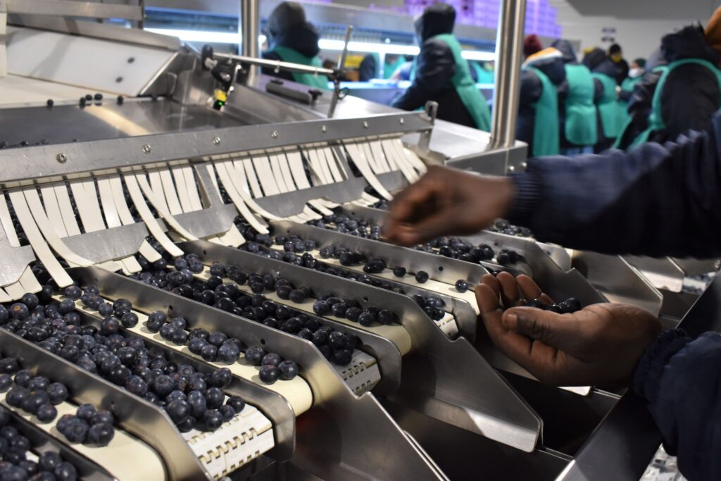 IBO Summit 2025 debuta en África con grandes expectativas para la industria sudafricana