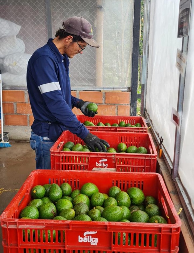Agrícola San Clemente logra hito estratégico con operaciones en cuatro países