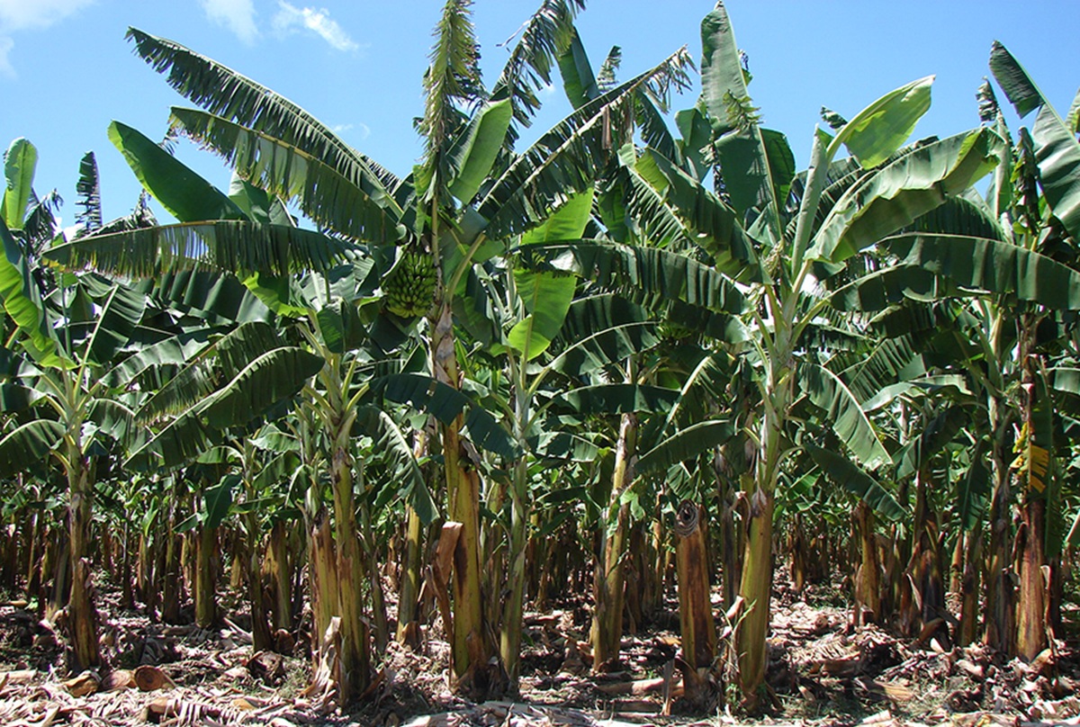 Ensayos en Colombia revelan potencial de bananos resistentes a Fusarium 3 Ensayos en Colombia revelan potencial de bananos resistentes a Fusarium