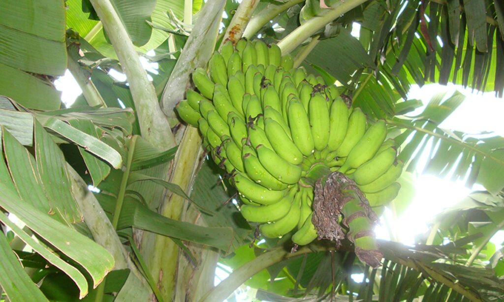 Ensayos en Colombia revelan potencial de bananos resistentes a Fusarium Ensayos en Colombia revelan potencial de bananos resistentes a Fusarium