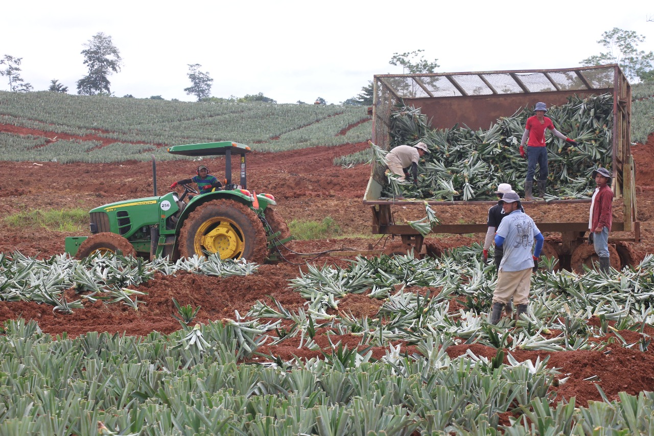 La piña costarricense refuerza su liderazgo mundial con prácticas sostenibles y sello de origen CANAPEP 3 Producción de piña de Costa Rica