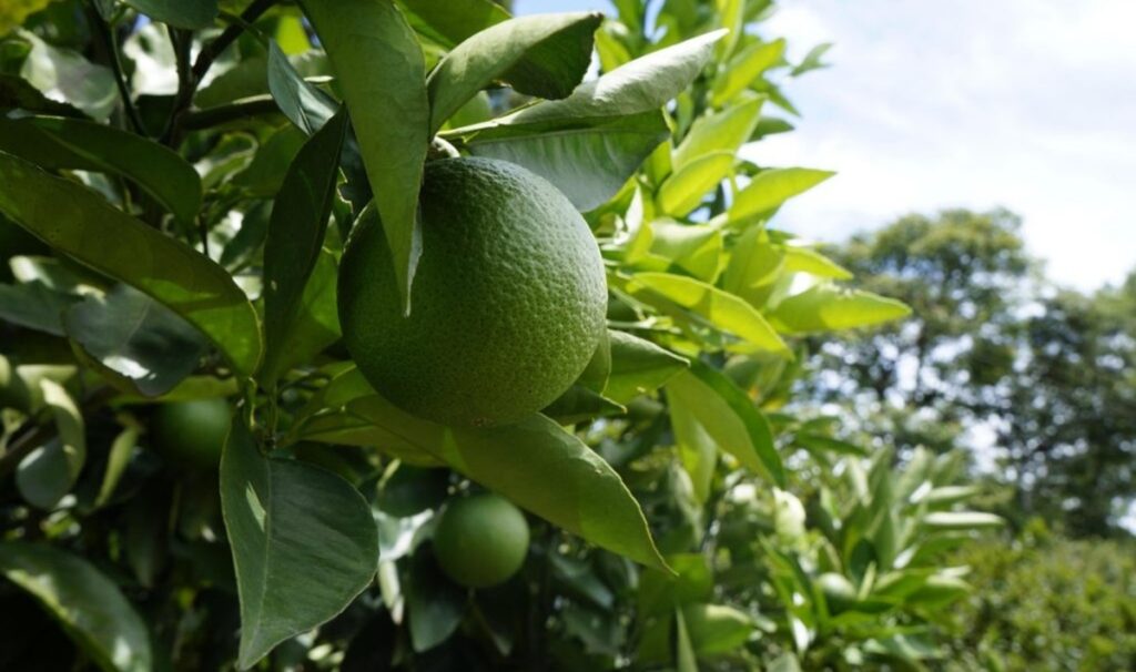 Brasil: Exportaciones de limón paulista superan las 80 mil toneladas en el primer semestre de 2025 Brasil: Exportaciones de limón paulista superan las 80 mil toneladas en el primer semestre de 2025