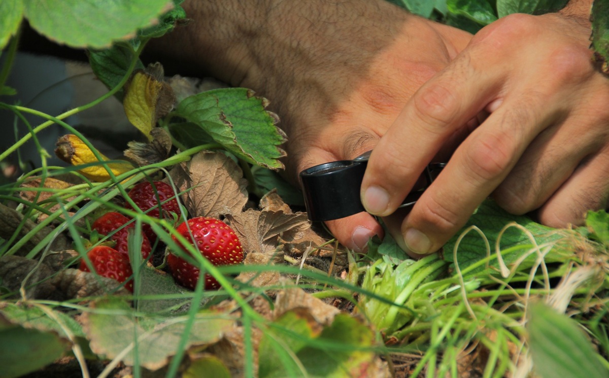 SAG cambia estatus del nematodo Aphelenchoides fragariae que afecta a la frutilla