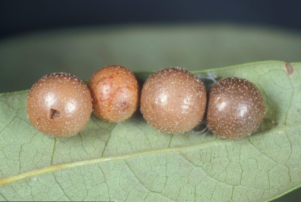 Agalla de roble esférica