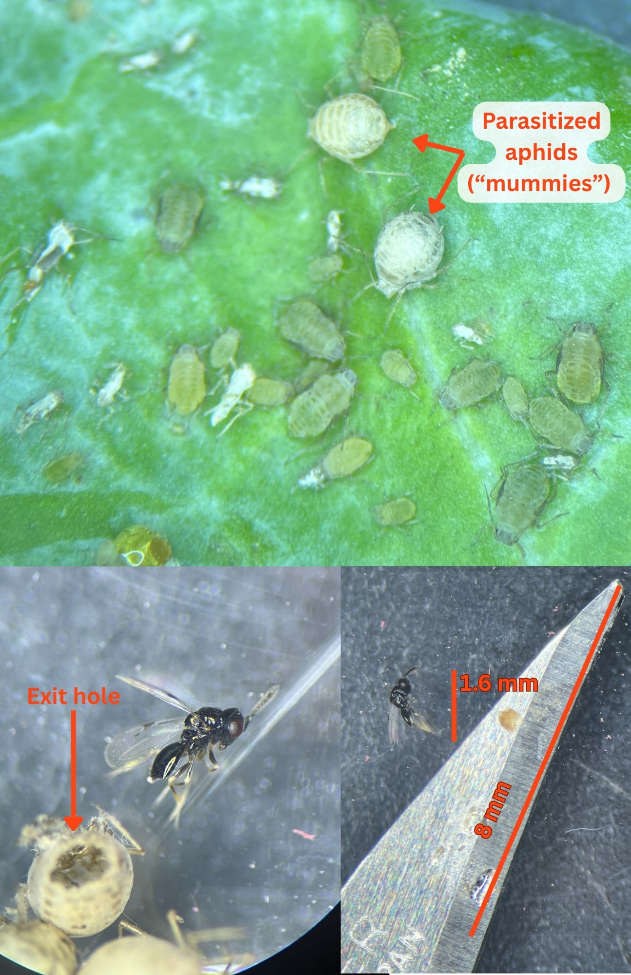 Avispa parasitoide atacando áfidos en coles de Bruselas