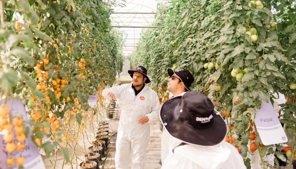 Enza Zaden refuerza su presencia en Chile para impulsar la innovación agrícola Enza Zaden refuerza su presencia en Chile para impulsar la innovación agrícola