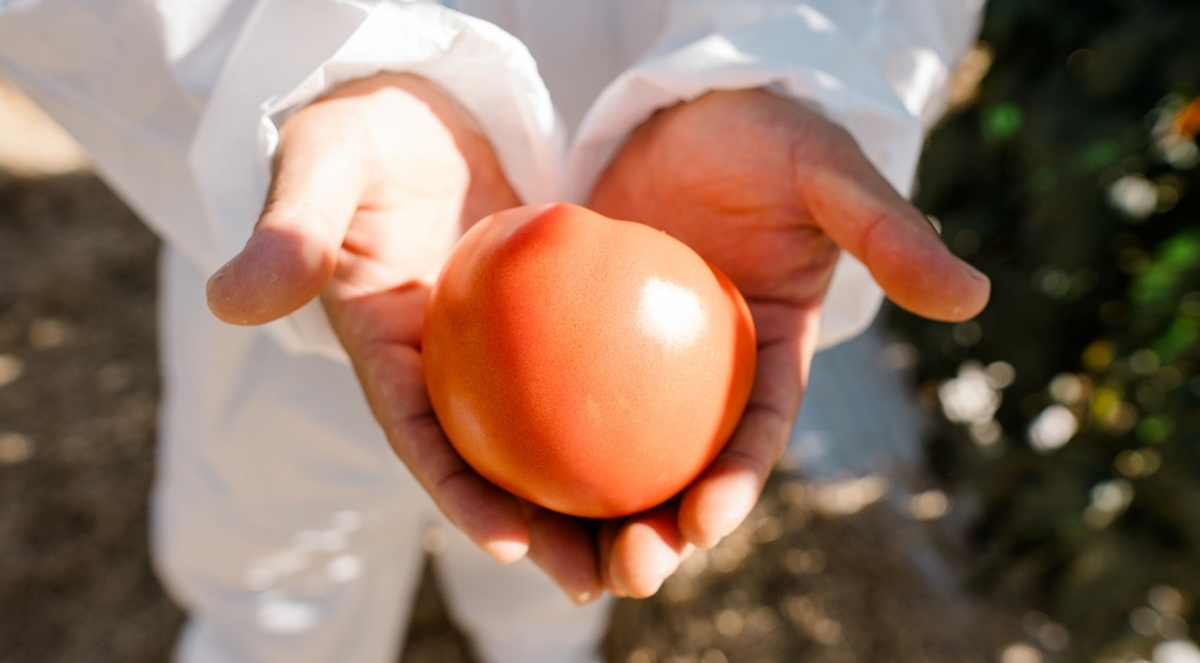 Enza Zaden refuerza su presencia en Chile para impulsar la innovación agrícola