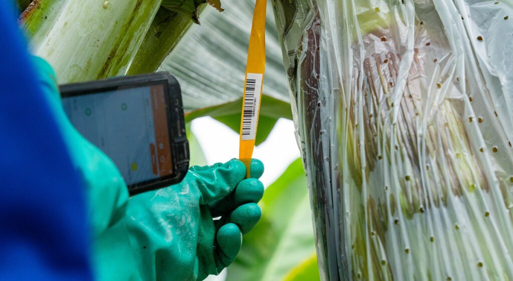Peter Bentata, vicepresidente de Producción de la Compagnie Fruitière, testigo y protagonista de la transformación digital en el banano