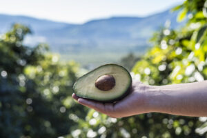 Biodiversidad en huertos de palta Hass: un arma contra el cambio climático y un apoyo para mejorar la productividad