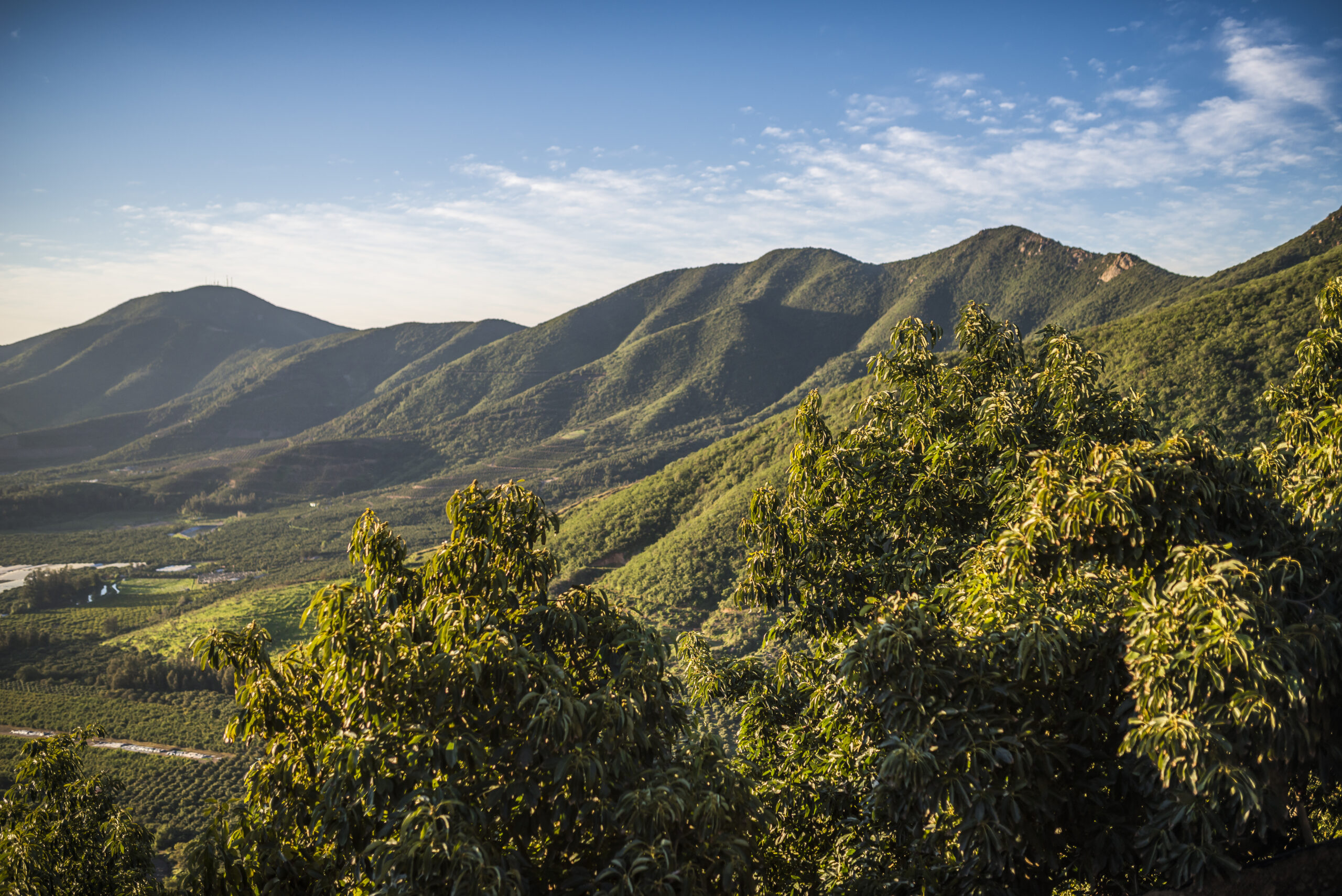 Biodiversidad en huertos de palta Hass: un arma contra el cambio climático y un apoyo para mejorar la productividad 7 Biodiversidad en huertos de palta Hass: un arma contra el cambio climático y un apoyo para mejorar la productividad