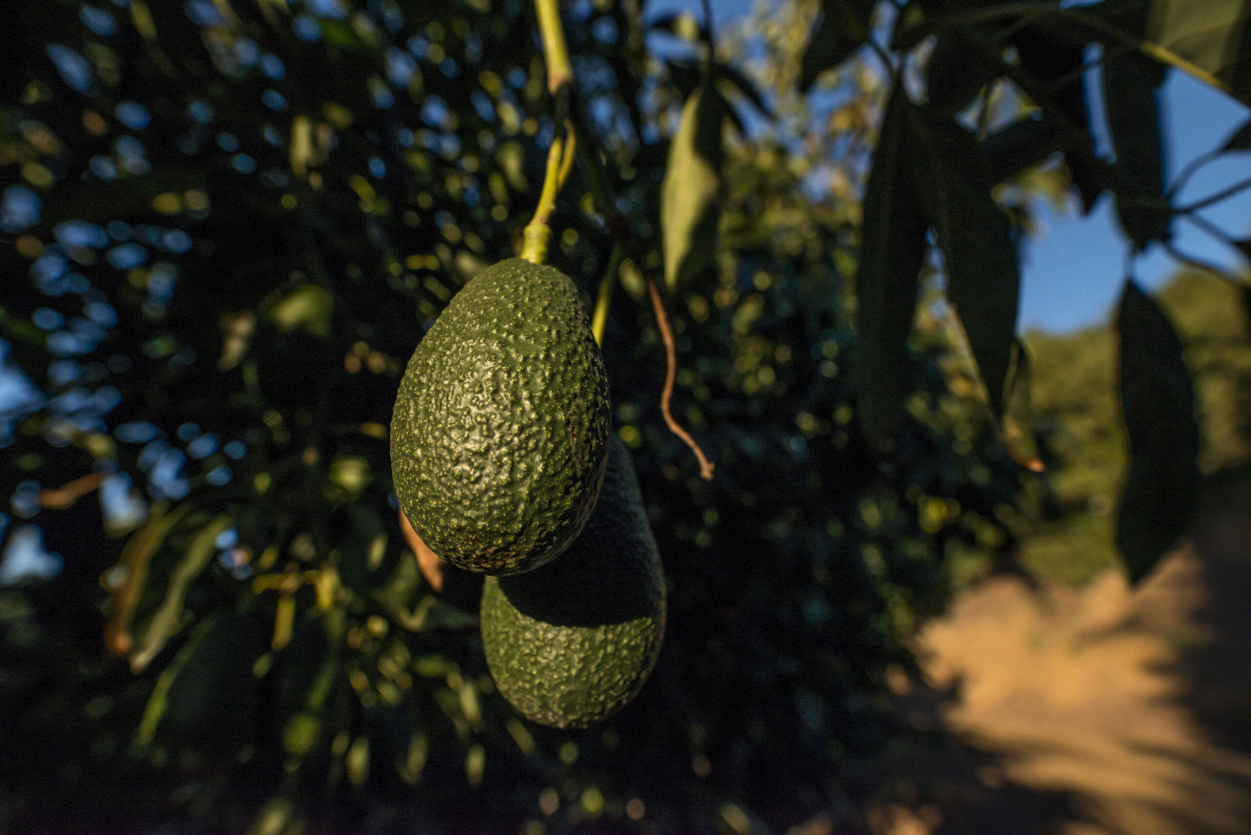 Biodiversidad en huertos de palta Hass: un arma contra el cambio climático y un apoyo para mejorar la productividad 3 Biodiversidad en huertos de palta Hass: un arma contra el cambio climático y un apoyo para mejorar la productividad