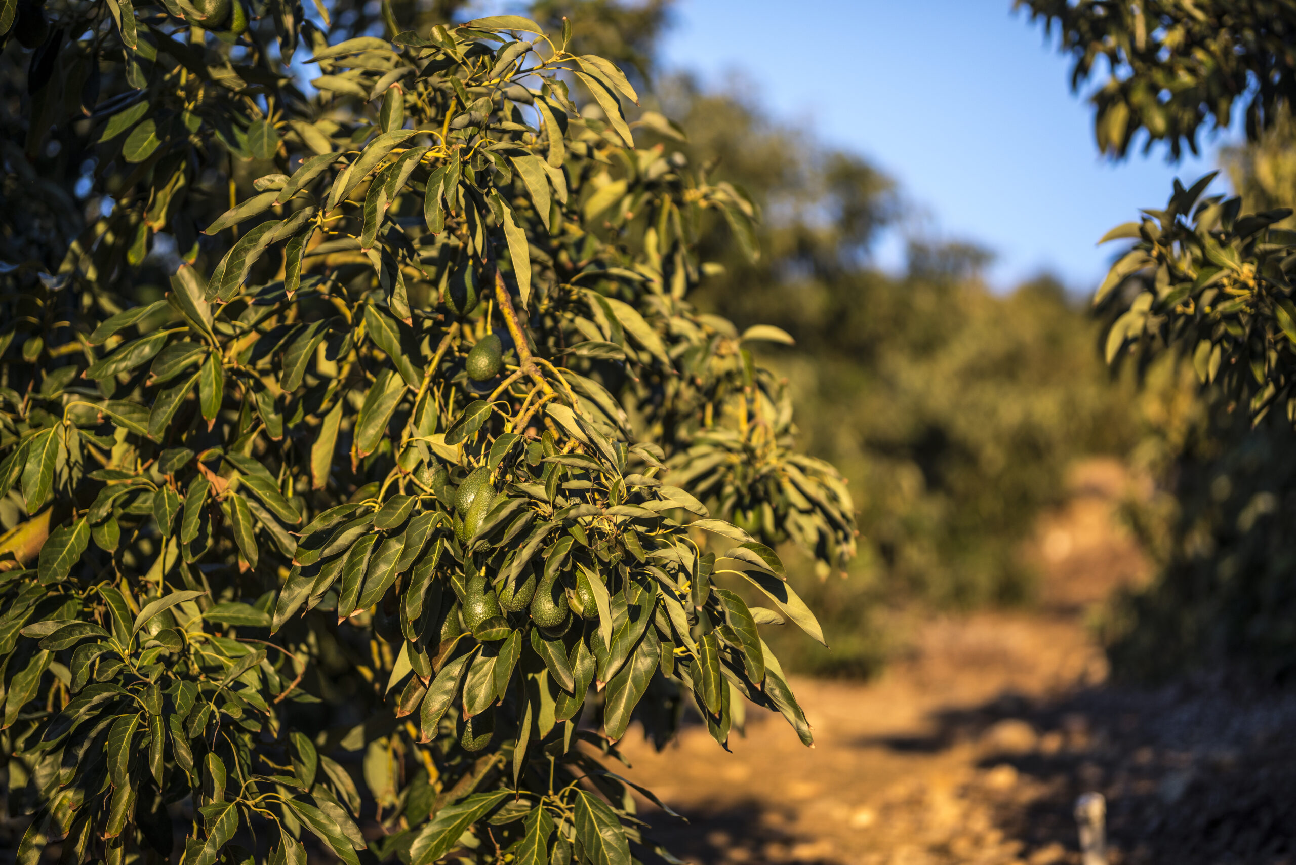 Biodiversidad en huertos de palta Hass: un arma contra el cambio climático y un apoyo para mejorar la productividad 6 Biodiversidad en huertos de palta Hass: un arma contra el cambio climático y un apoyo para mejorar la productividad