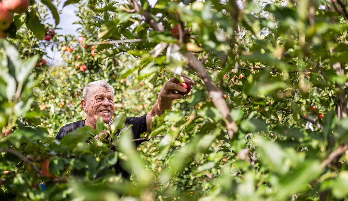Mercados aportan señales positivas para la nueva cosecha de manzanas del Consorcio VOG 3 Mercados aportan señales positivas para la nueva cosecha de manzanas del Consorcio VOG