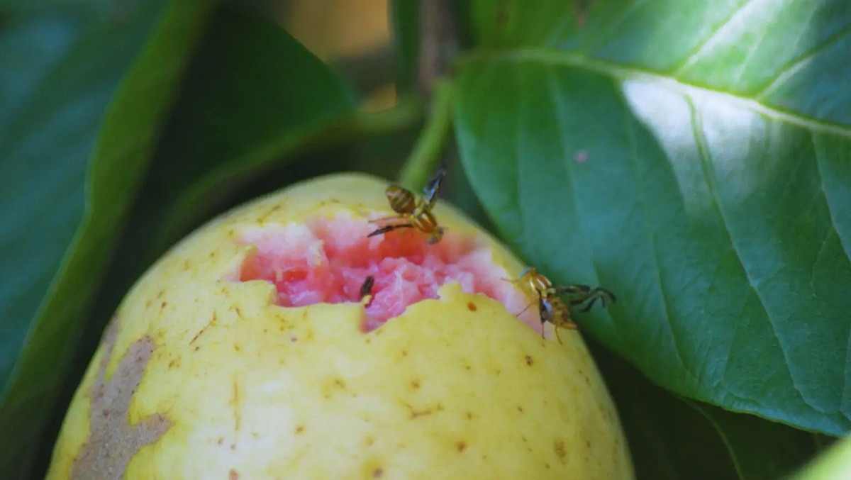 Estudian el comportamiento de la moscas de la fruta en Argentina