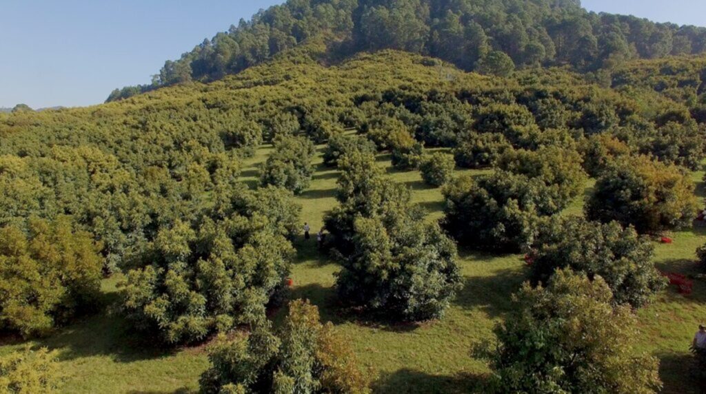 La industria mexicana del aguacate apuesta por la sostenibilidad y se compromete a que la fruta sea “libre de deforestación” para 2026 La industria mexicana del aguacate apuesta por la sostenibilidad y se compromete a que la fruta sea “libre de deforestación” para 2026