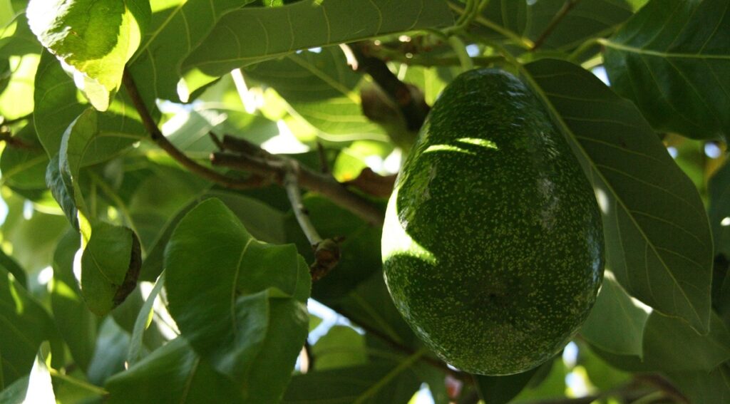 Ventas de palta peruana en todas sus presentaciones superan los USD 900 millones en el primer semestre
