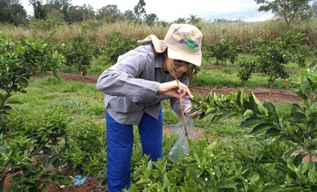 Científicos desarrollan método para detectar pesticidas en polen de azahar con mayor precisión y menor impacto ambiental Científicos desarrollan método para detectar pesticidas en polen de azahar con mayor precisión y menor impacto ambiental