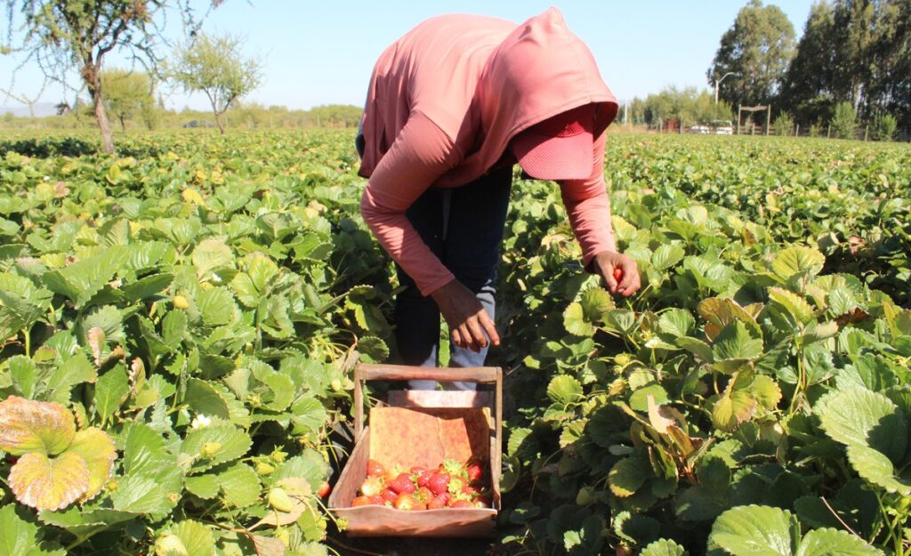 Proyecto chileno promete aumentar la vida útil de las frutillas en postcosecha Proyecto chileno promete aumentar la vida útil de las frutillas en postcosecha