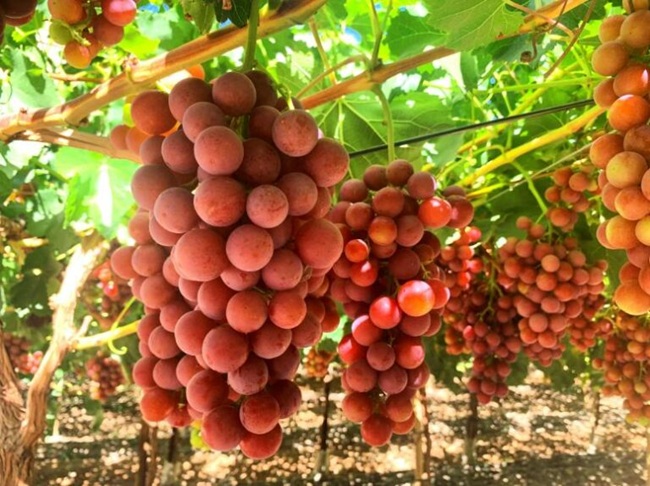 En el norte de Chile la producción orgánica de uva tiene una variedad resistente al oídio
