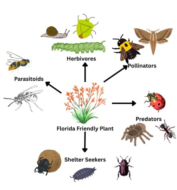 Conexiones ecológicas de una planta