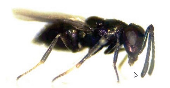 Copidosoma koehleri