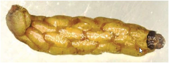 Copidosoma koehleri