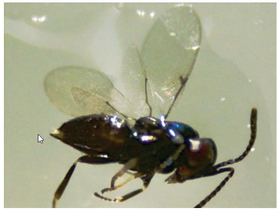 Copidosoma koehleri