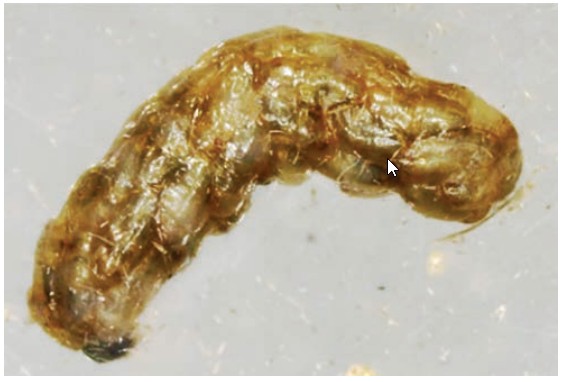 Copidosoma koehleri