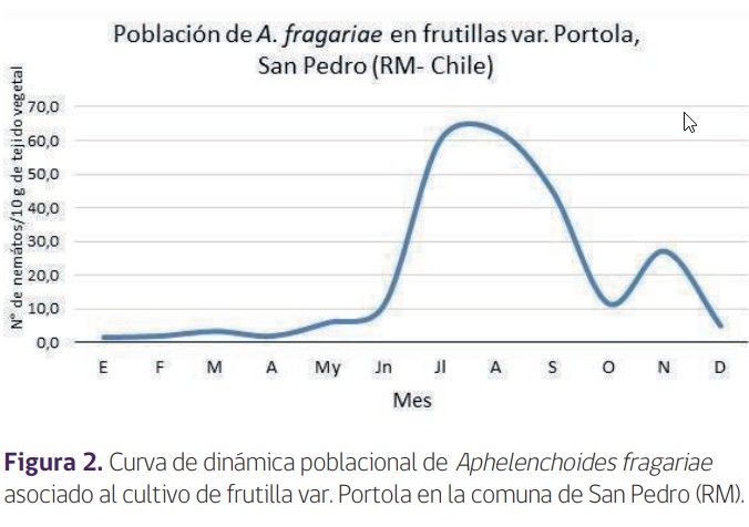 nemátodo de la frutilla