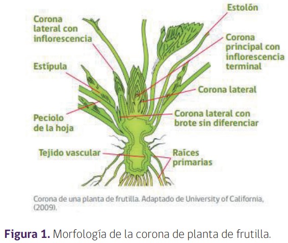 nematodo de la frutilla