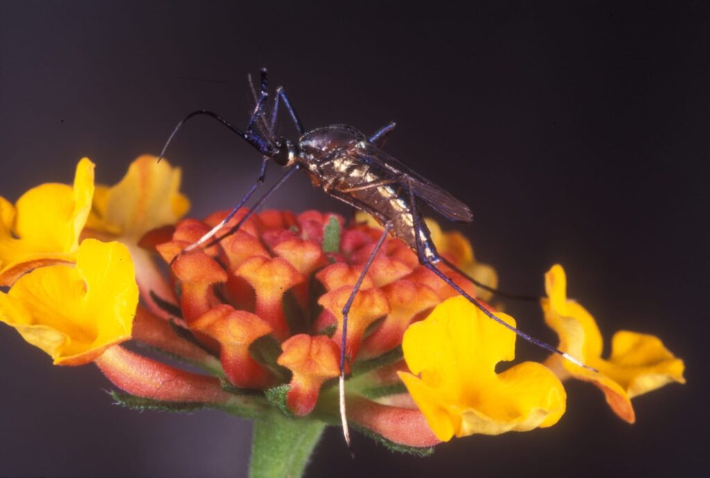Mosquito elefante adulto en flor