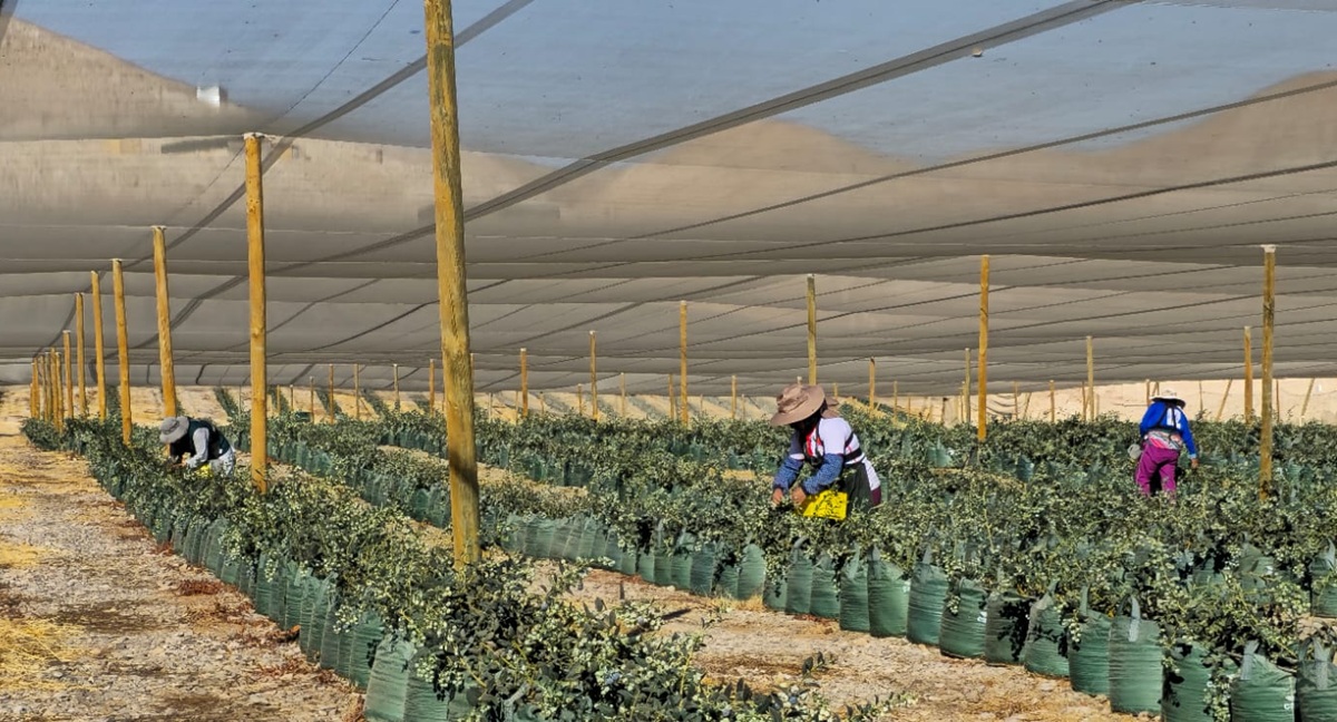 Agrícola San Clemente logra hito estratégico con operaciones en cuatro países