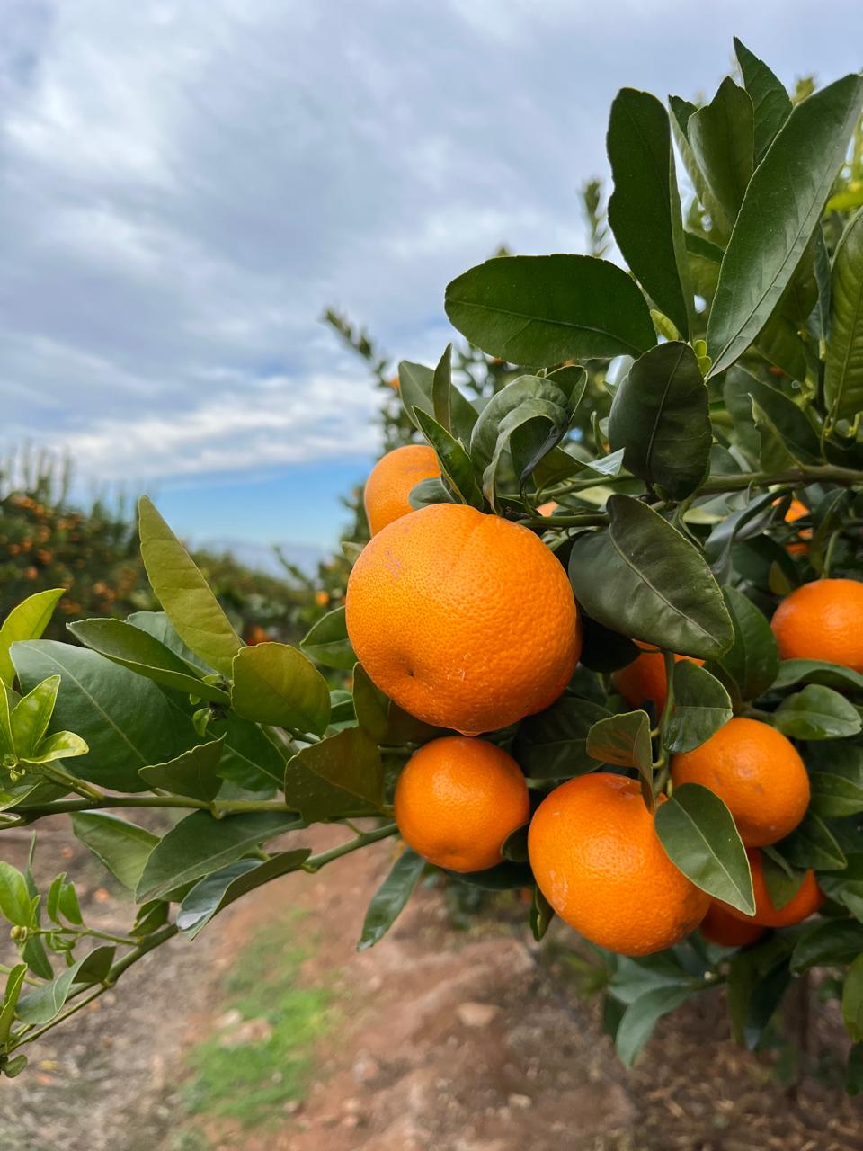 Mandarinas W. Murcott 