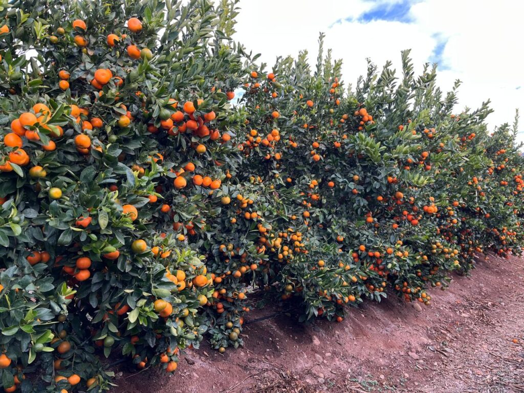 RIOblanco proyecta cerca de 4 millones de kilos de mandarinas W. Murcott con excelente calidad esta temporada